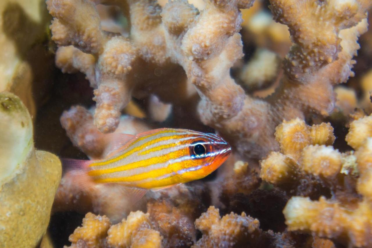 Coral Sun (adults Only)